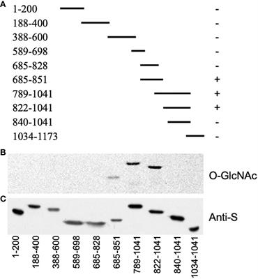 E. coli-expressed SECRET AGENT O-GlcNAc modifies threonine 829 of GIGANTEA